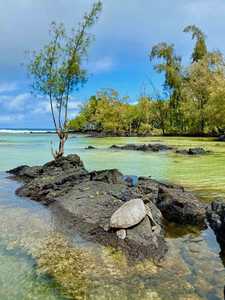 Sea turtle sunning on rock in water - Carlsmith Beach Park, Big Island, Hawaii, USA | by Deborah Silverman