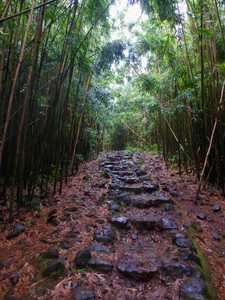 Pipiwai Trail through a bamboo forest on a rainy day - Haleakalā National Park, Maui, Hawaii, USA | by Michael Scepaniak