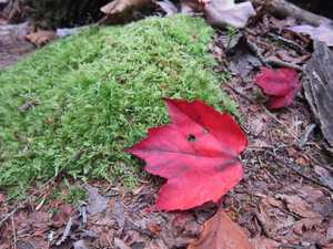 Bright red leaf and moss on forest floor - Acadia National Park, Maine, USA | by Michael Scepaniak