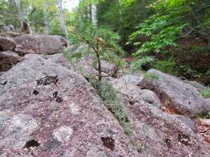 Evergreen sapling growing from rock - Acadia National Park, Maine, USA | by Michael Scepaniak